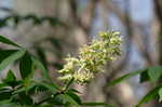 Ohio buckeye